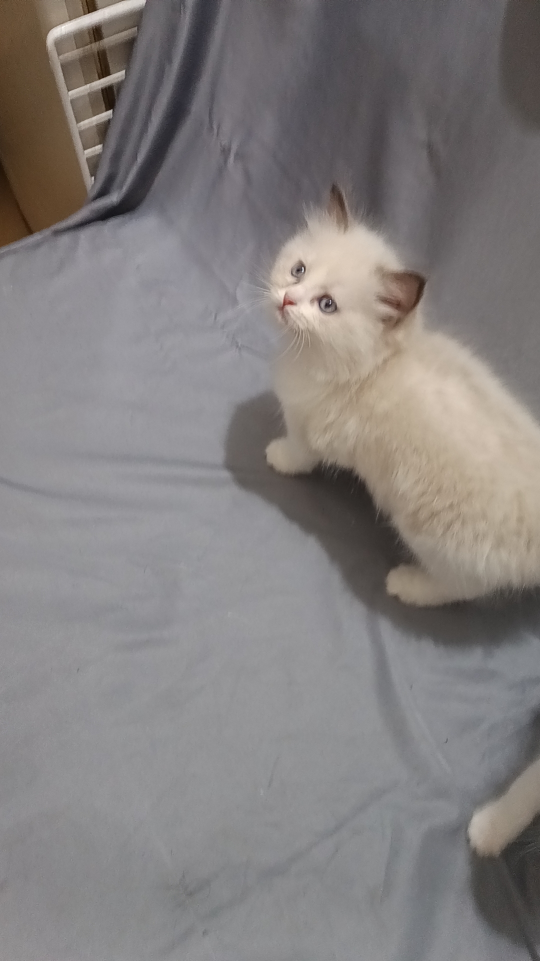 海双布偶妹妹特价666出